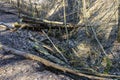 A tree broken by the wind nearby wild walkway in Karoliniskes Landscape Reserve