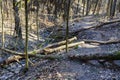 A tree broken by the wind nearby wild walkway in Karoliniskes Landscape Reserve