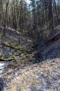 A tree broken by the wind nearby wild walkway in Karoliniskes Landscape Reserve