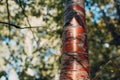 A tree with bronze bark Bird Cherry Prunus maackii.