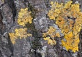 tree brown bark texture with green moss Royalty Free Stock Photo