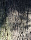 tree brown bark texture with green moss Royalty Free Stock Photo