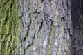 tree brown bark texture with green moss Royalty Free Stock Photo