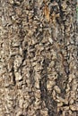 Tree brown bark texture