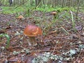 Tree Brown Boletus The Forest Mushroom Boletus Edulis Royalty Free Stock Photo