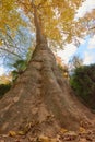 Tree with brown leaves in the garden of the Parterre in autumn