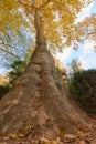 Tree with brown leaves in the garden of the Parterre in autumn