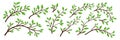 Tree Brunch Icon Set Isolated. Flat Cartoon Simple Twig with Green Leaves Collection. Design Decorative Elements. Spring Royalty Free Stock Photo