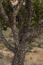 Tree bubble gum in Geoorgian desert