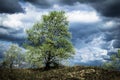 Tree in the bucket Royalty Free Stock Photo