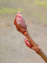 Tree bud with dew, Lithuania Royalty Free Stock Photo