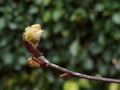 Tree in bud - Spring Royalty Free Stock Photo