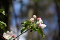 Tree with Budding Small Flowers Ready to Blossom Royalty Free Stock Photo