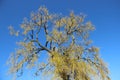 Tree Budding Young Green Leaves In Springtime Royalty Free Stock Photo