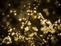 Tree buds bursting into life