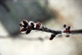 Tree buds in ice