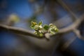 tree buds in spring. Young big buds on branches on a blurred background under the bright sun. Beautiful fresh spring nature Royalty Free Stock Photo