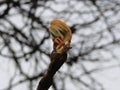 Tree buds in spring. Young large buds on branches against blurred background under the bright sun