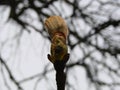 Tree buds in spring. Young large buds on branches against blurred background under the bright sun.