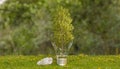 tree in bulb on grass filed, environment frieldly concept Royalty Free Stock Photo