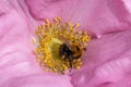 Tree bumblebee Bombus hypnorum collecting pollen from the flower of a dogrose rosa canina