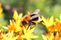 Tree bumblebee, Bombus hypnorum, on a flower Royalty Free Stock Photo