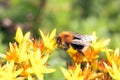 Tree bumblebee, Bombus hypnorum, on a flower Royalty Free Stock Photo