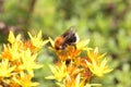Tree bumblebee, Bombus hypnorum, on a flower Royalty Free Stock Photo