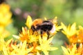 Tree bumblebee, Bombus hypnorum, on a flower Royalty Free Stock Photo