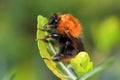 The tree bumblebee Bombus hypnorum Royalty Free Stock Photo