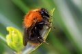Tree bumblebee Bombus hypnorum