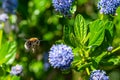 Tree bumblebee collecting pollen from a garden Californian Lilac bush, ceanothus thyrsiflorus Royalty Free Stock Photo