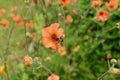 Tree bumblebee collecting pollen from an orange geum flower Royalty Free Stock Photo