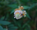 The Tree Bumblebee Pollinates White Flower in the Garden Royalty Free Stock Photo