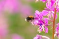 Tree bumblebee or new garden bumblebee (Bombus hypnorum) flying to the flower. Royalty Free Stock Photo