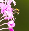 Tree bumblebee or new garden bumblebee (Bombus hypnorum) flying to the flower. Royalty Free Stock Photo