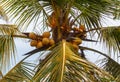 A tree with a bunch of coconuts on it Royalty Free Stock Photo