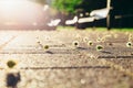 Tree burgeons on the road at the light of sunrise