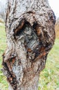 Tree burl