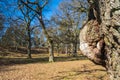 Tree burl on a oak tree in a park landscape Royalty Free Stock Photo