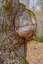 Tree burl at a old oak tree Royalty Free Stock Photo