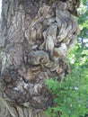 Tree Burls with Abstract Forms