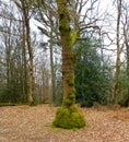 Tree with burls