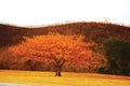 Tree and Burned Hill