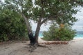 Tree burned by lightening at the the beach near ocean at tropical island