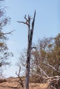 Tree burned by lightning Royalty Free Stock Photo