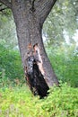 Tree, burned by lightning Royalty Free Stock Photo