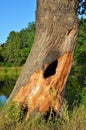 Tree, burned by lightning Royalty Free Stock Photo