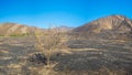 Tree in Burned Savanna