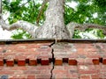 Tree bursting through wall Royalty Free Stock Photo